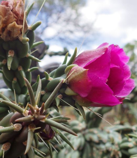Cylindroopuntia imbricata